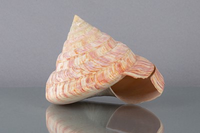 Lot 219 - RUMPHIUS' SLIT SHELL