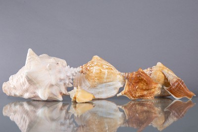 Lot 227 - A COLLECTION OF CONCH SHELLS