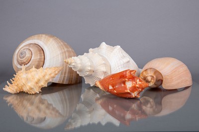 Lot 229 - AN ATTRACTIVE AND VARIED COLLECTION OF SHELLS