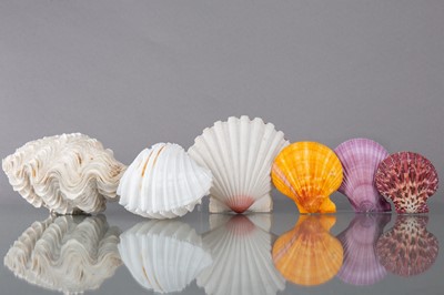 Lot 230 - AN INTERESTING AND VARIED COLLECTION OF SHELLS