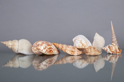 Lot 231 - AN INTERESTING AND VARIED COLLECTION OF SHELLS