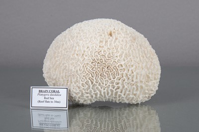 Lot 233 - A BRAIN CORAL SECTION