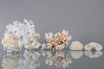 Lot 237 - A COLLECTION OF CORAL SPECIMENS