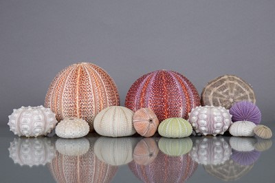 Lot 238 - A COLLECTION OF SEA URCHINS