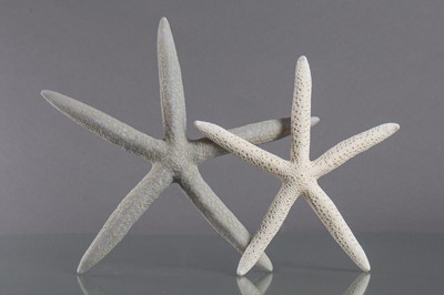 Lot 239 - TWO STARFISH SPECIMENS