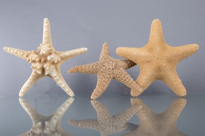 Lot 240 - A COLLECTION OF STARFISH SPECIMENS