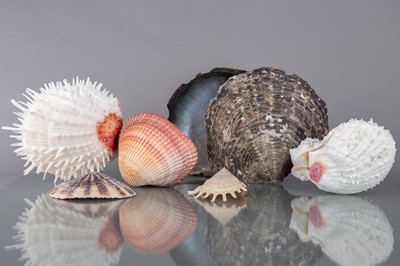 Lot 241 - AN INTERESTING AND VARIED COLLECTION OF SHELLS