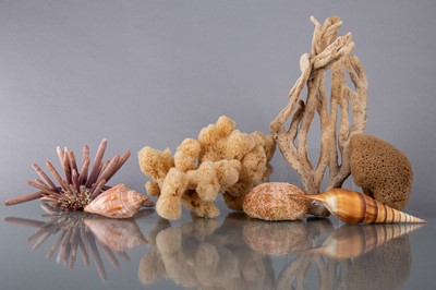 Lot 242 - AN INTERESTING AND VARIED COLLECTION OF SHELLS AND CORALS