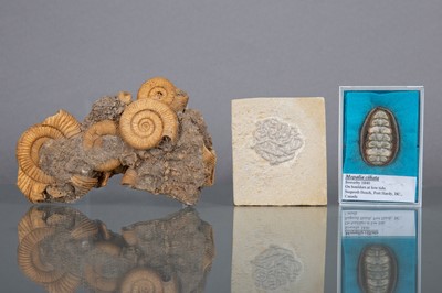 Lot 244 - THREE MARINE FOSSIL SPECIMENS