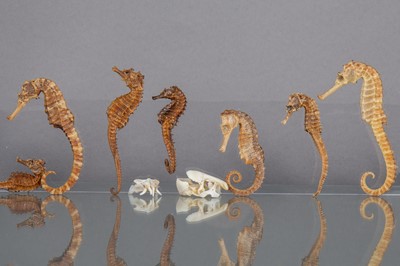 Lot 246 - AN INTERESTING GROUP OF SEAHORSES AND SMALL SPECIMENS