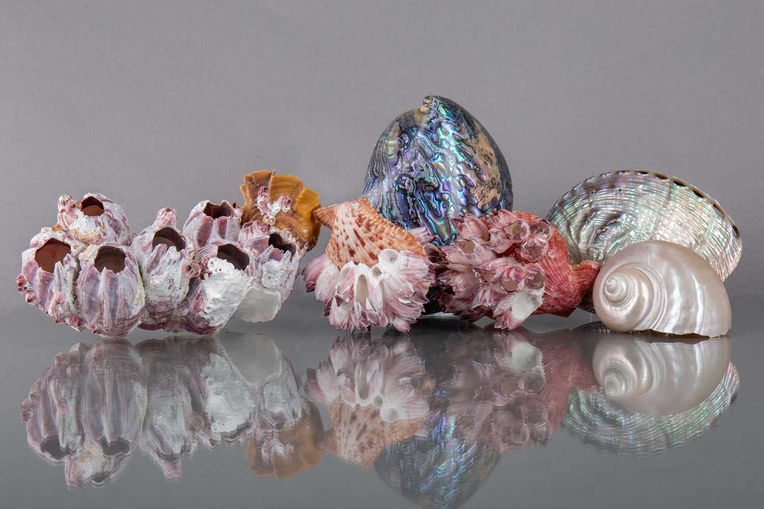 Lot 247 - A VARIED AND ATTRACTIVE GROUP OF SHELLS