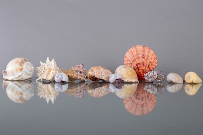 Lot 254 - AN INTERESTING AND VARIED COLLECTION OF SHELLS