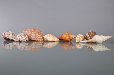 Lot 255 - AN INTERESTING AND VARIED COLLECTION OF SHELLS