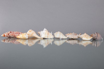 Lot 255 - AN INTERESTING AND VARIED COLLECTION OF SHELLS