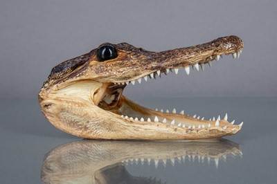 Lot 261 - A NORTH AMERICAN JUVENILE ALLIGATOR HEAD