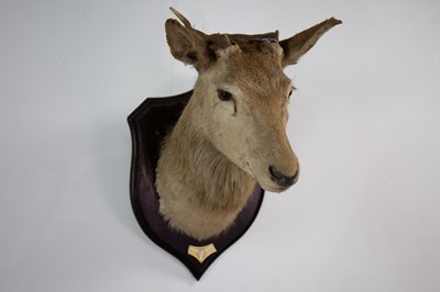 Lot 133 - A RARE AND IMPRESSIVE TAXIDERMY JURA CROMIE RED STAG HEAD BY ROWLAND WARD