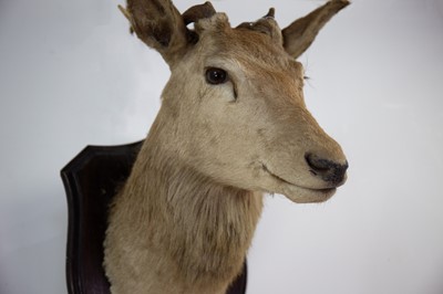 Lot 133A - A RARE AND IMPRESSIVE TAXIDERMY JURA CROMIE RED STAG HEAD BY ROWLAND WARD