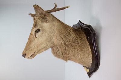 Lot 133 - A RARE AND IMPRESSIVE TAXIDERMY JURA CROMIE RED STAG HEAD BY ROWLAND WARD