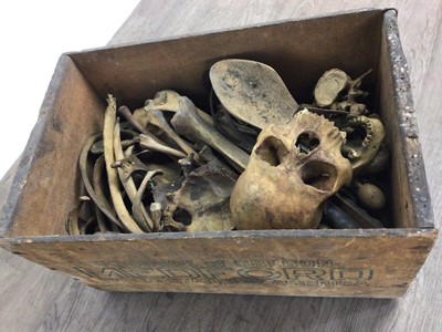 Lot 6 - INSTRUCTIONAL ADULT HUMAN SKELETON