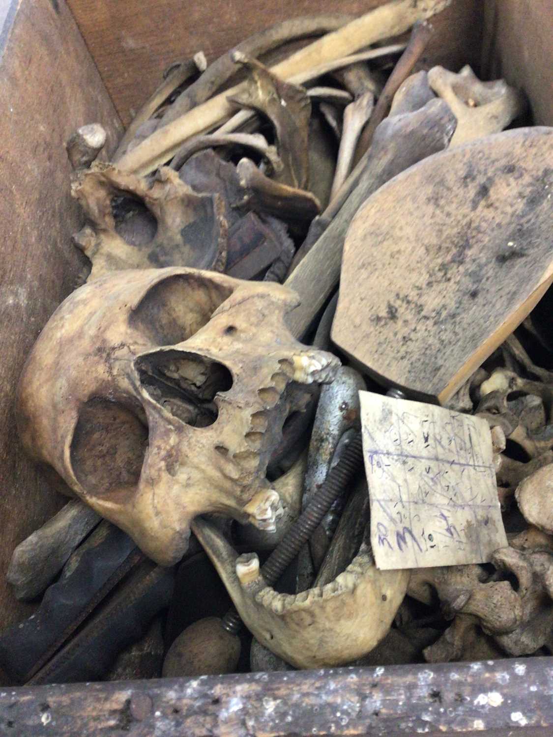 Lot 6 - INSTRUCTIONAL ADULT HUMAN SKELETON