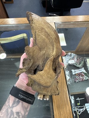 Lot 6 - INSTRUCTIONAL ADULT HUMAN SKELETON