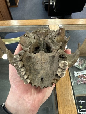 Lot 6 - INSTRUCTIONAL ADULT HUMAN SKELETON