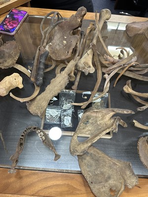 Lot 6 - INSTRUCTIONAL ADULT HUMAN SKELETON