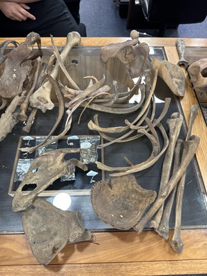 Lot 6 - INSTRUCTIONAL ADULT HUMAN SKELETON