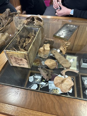 Lot 6 - INSTRUCTIONAL ADULT HUMAN SKELETON