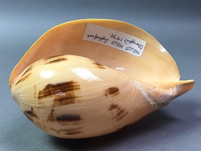 Lot 375A - INTERESTING AND VARIED COLLECTION OF SHELLS