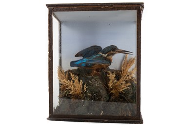 Lot 11 - VICTORIAN TAXIDERMY STUDY OF A KINGFISHER (ALCEDO ATTHIS)