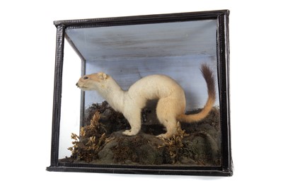 Lot 12 - VICTORIAN TAXIDERMY STUDY OF A STOAT (MUSTELA ERMINEA)