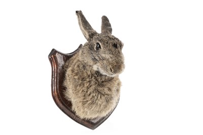 Lot 13 - TAXIDERMY STUDY OF A RABBITS HEAD (ORYCTOLAGUS CUNICULUS)