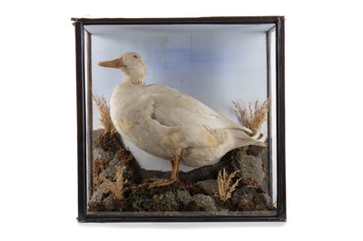 Lot 14 - VICTORIAN TAXIDERMY STUDY OF A DOMESTIC DUCK (ANAS PLATYRHYNCHOS DOMESTICUS)