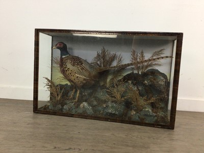 Lot 15 - VICTORIAN TAXIDERMY STUDY OF A COMMON PHEASANT (PHASIANUS COLCHICUS)