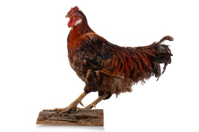 Lot 2 - TAXIDERMY STUDY OF A COCKEREL (GALLUS GALLUS DOMESTICUS)