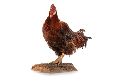 Lot 2 - TAXIDERMY STUDY OF A COCKEREL (GALLUS GALLUS DOMESTICUS)