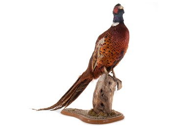 Lot 3 - TAXIDERMY STUDY OF A COMMON PHEASANT (PHASIANUS COLCHICUS)