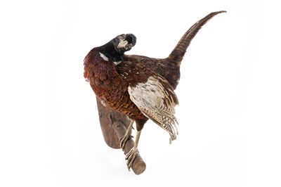 Lot 4 - TAXIDERMY STUDY OF A COMMON PHEASANT (GALLUS GALLUS DOMESTICUS)