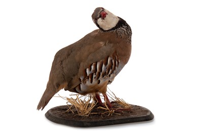 Lot 10 - TAXIDERMY STUDY OF A RED-LEGGED PARTRIDGE (ALECTORIS RUFA)