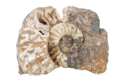 Lot 35 - FOSSILISED AMMONITE SPECIMEN