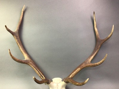 Lot 341 - ANTLERS