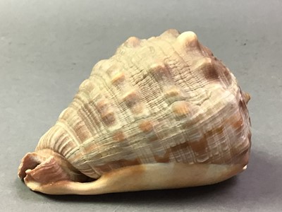 Lot 410 - SMALL COLLECTION OF SOUTH SEAS SHELLS
