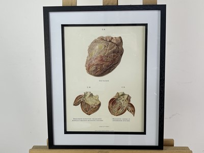 Lot 713 - SET OF FOUR ANATOMICAL PRINTS