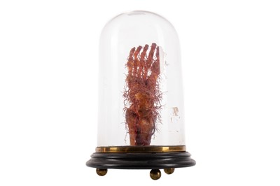 Lot 47 - WAX MEDICAL MODEL OF HUMAN FOOT AND NERVE STRUCTURE