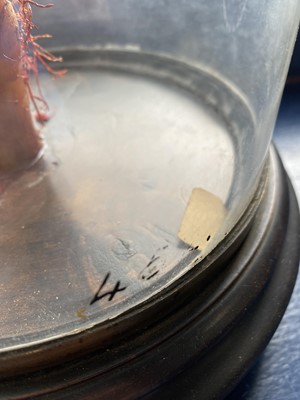 Lot 47 - WAX MEDICAL MODEL OF HUMAN FOOT AND NERVE STRUCTURE