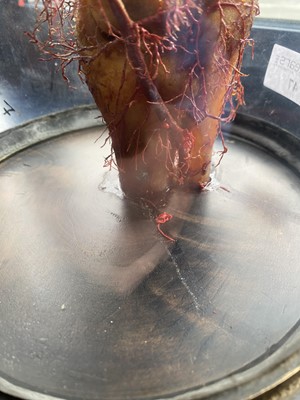 Lot 47 - WAX MEDICAL MODEL OF HUMAN FOOT AND NERVE STRUCTURE