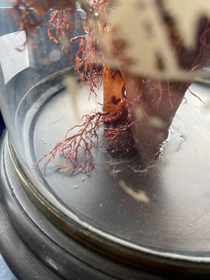 Lot 47 - WAX MEDICAL MODEL OF HUMAN FOOT AND NERVE STRUCTURE