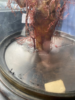 Lot 47 - WAX MEDICAL MODEL OF HUMAN FOOT AND NERVE STRUCTURE