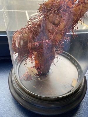 Lot 47 - WAX MEDICAL MODEL OF HUMAN FOOT AND NERVE STRUCTURE